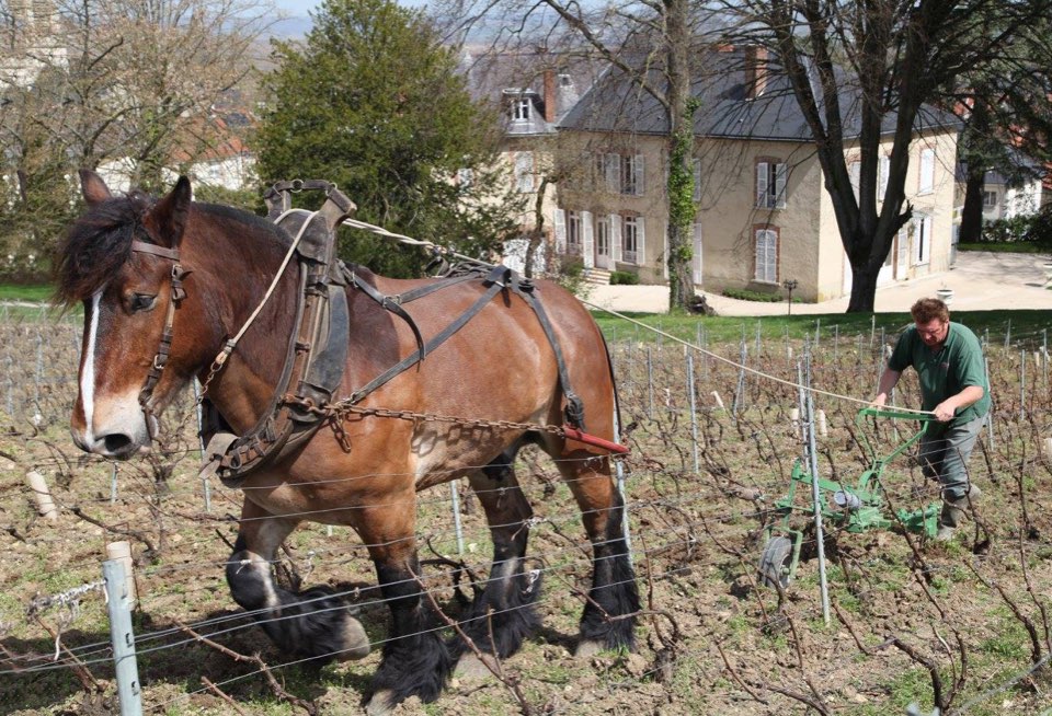 travail dans la vignes au domaine Bourmault